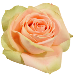 New Emotion Roses d'Equateur Ethiflora